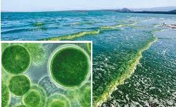 algal oil) (life'sDHA)