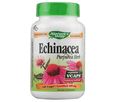 エチナセア（Echinacea）