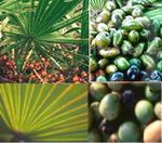 \[EpbgiSaw Palmetto Extractj