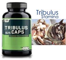 トリビュラス(Tribulus) 100 Caps
