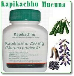 Kapikachhu (Cowhage/Mucuna pruriens)