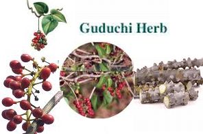 Guduchi (Indian Tinospora/Tinospora cordifolia) 