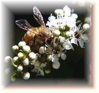 POOr|||Bee Pollen