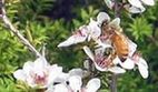 ミツバチ蜜蜂ビー（美容・健康）製品